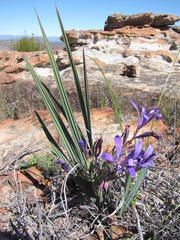 Babiana rigidifolia