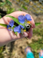 Commelina