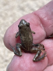 Eleutherodactylus campi