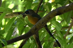 Momotus subrufescens