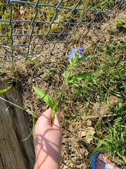 Commelina