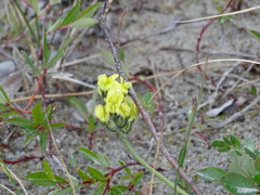 Oxytropis maydelliana