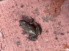 Eleutherodactylus campi