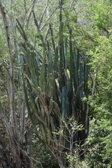Cereus hexagonus