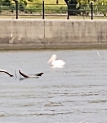 Pelecanus erythrorhynchos