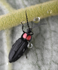 Pyractonema