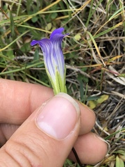 Gentianopsis holopetala