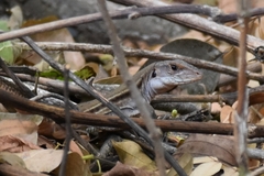 Ameiva bifrontata