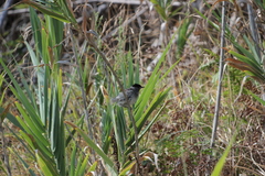 Sylvia atricapilla gularis