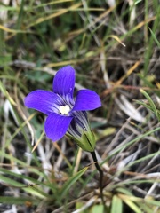 Gentianopsis holopetala
