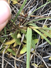 Gentianopsis holopetala