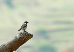 Saxicola maurus indicus