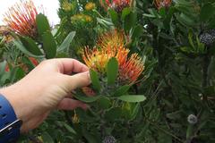 Leucospermum praecox