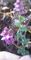 Indigofera mauritanica