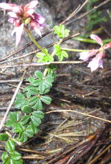 Indigofera mauritanica