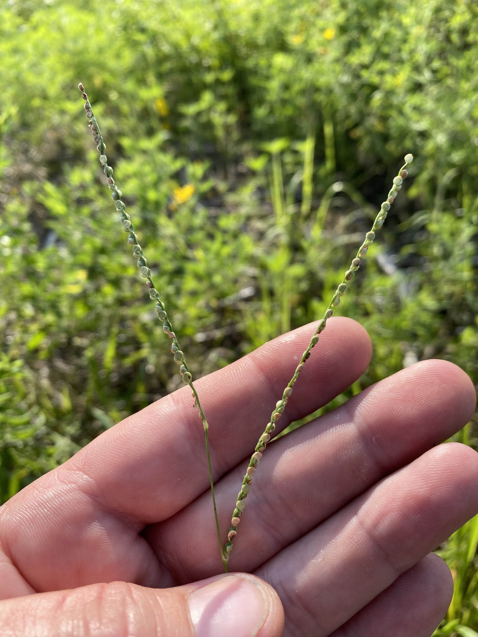 Paspalum setaceum var. stramineum