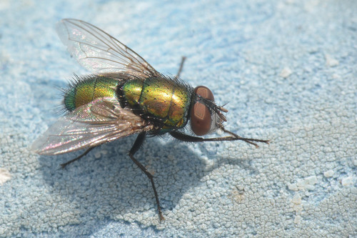 Common green bottle fly