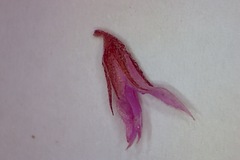 Indigofera mauritanica
