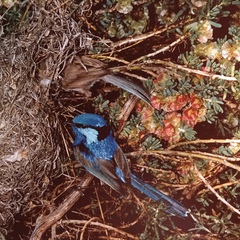 Malurus splendens melanotus