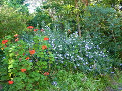 Barleria obtusa