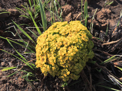 Euphorbia flanaganii