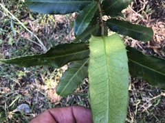 Corynocarpus rupestris arborescens