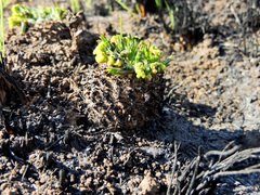 Euphorbia flanaganii