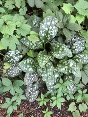 Pulmonaria officinalis