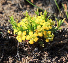 Euphorbia flanaganii