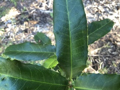 Corynocarpus rupestris arborescens