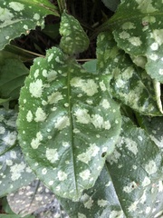Pulmonaria officinalis