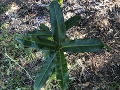 Corynocarpus rupestris arborescens