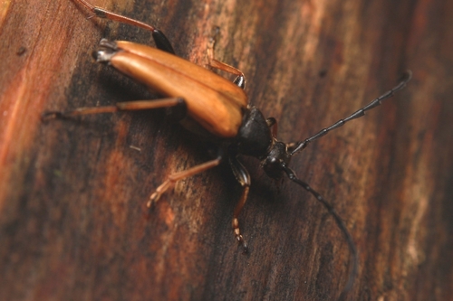 Red Pine Longhorn Beetle, 9479 Noordlaren, Netherlands, photo 10 of 10
