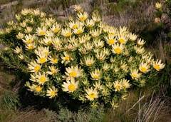 Leucadendron sessile