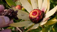 Leucadendron sessile