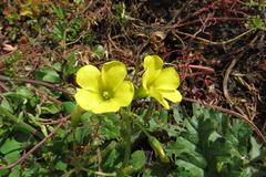 Oxalis compressa compressa
