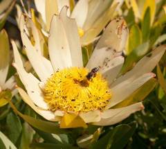 Leucadendron sessile