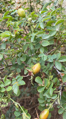 Rosa bracteata