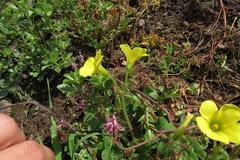 Oxalis compressa compressa