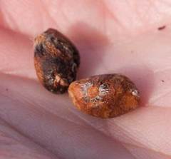 Leucadendron sessile