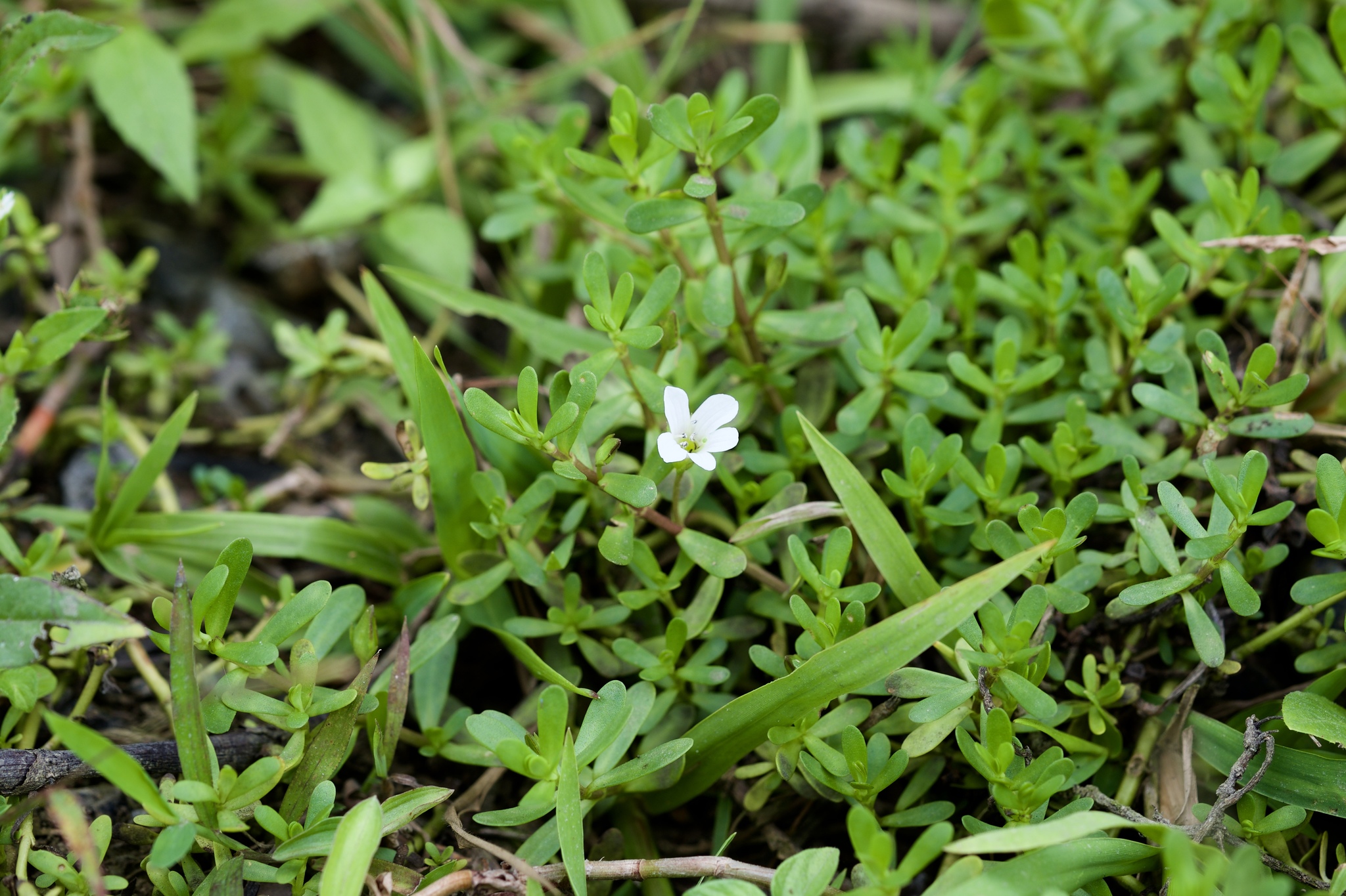 Bacopa monnieri — ảnh 3