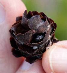 Leucadendron sessile