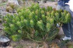 Leucadendron sessile