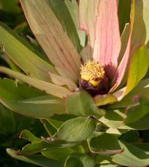 Leucadendron sessile