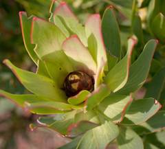 Leucadendron sessile
