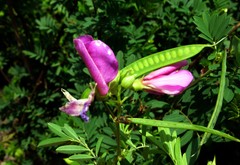 Tephrosia grandiflora