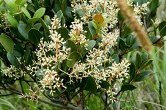Apodytes abbottii