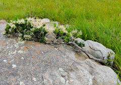 Apodytes abbottii