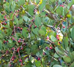Apodytes abbottii