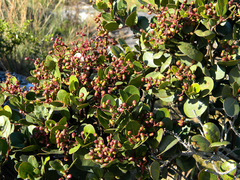 Apodytes abbottii